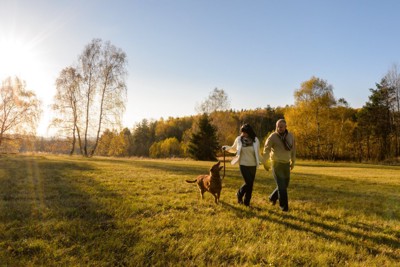 秋に散歩する老夫婦と犬