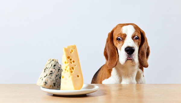 チーズと犬