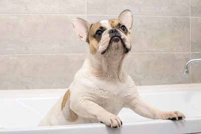 犬とお風呂場