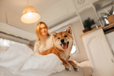 ベッドの上で笑顔の柴犬