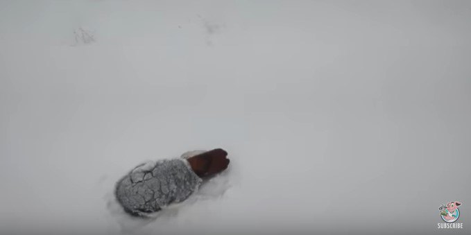 頭をビンに突っ込み雪まみれの子犬