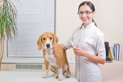 獣医と犬と体温計