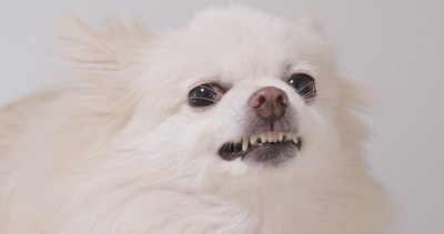 怒る白い犬