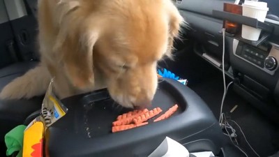 食べる犬
