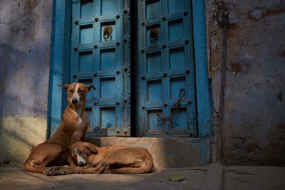 青いドアの前の2頭の犬