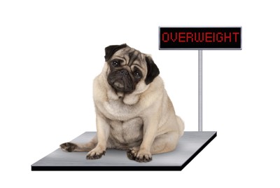 体重計に乗る太った犬
