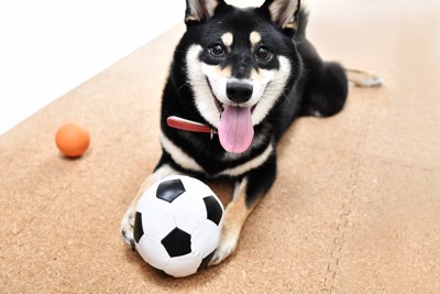 ボールを持つ柴犬