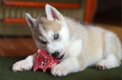 生肉の塊を食べる子犬
