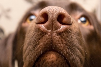 匂いを嗅ぐ犬の鼻