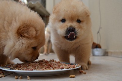 食事する犬