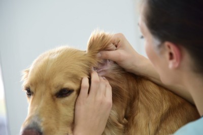 耳を診られている犬