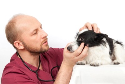 獣医と診察中の犬