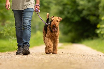 飼い主と散歩をしている犬