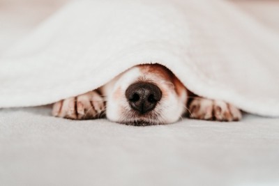 毛布に潜る犬