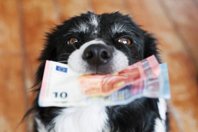 お金をくわえる犬