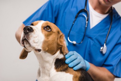 獣医師の診察を受けるビーグル犬