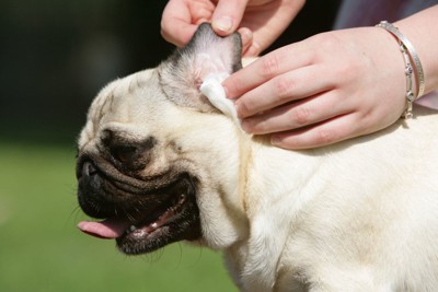 犬の耳を掃除する人