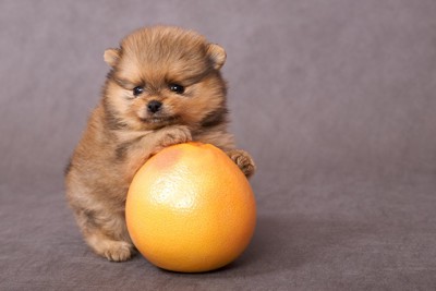 グレープフルーツに乗る子犬