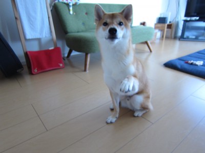 手を上げる犬