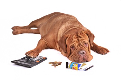 電卓と小銭とカードと犬