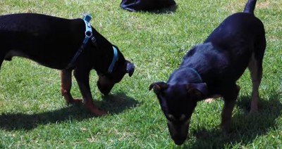 芝生の匂いを嗅ぐ2匹の犬