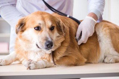 体に聴診器を当てられている犬