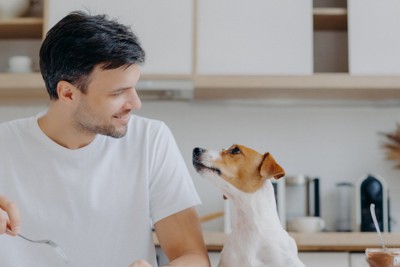 キッチンで向き合う男性と犬