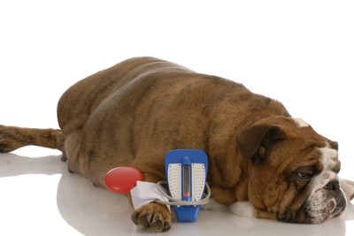 血圧計測中の犬