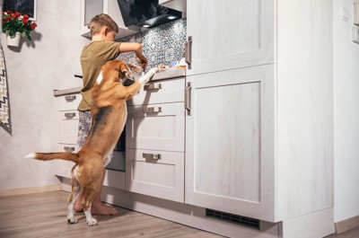 キッチンに立つ子供と犬