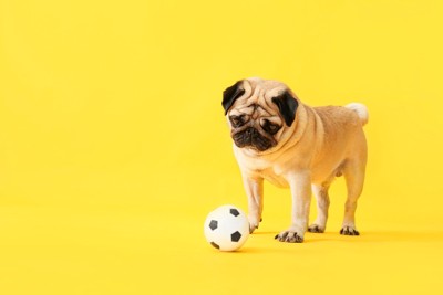 サッカーボールを不満そうに見つめる犬