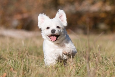 Maltese dog having fun while running in field