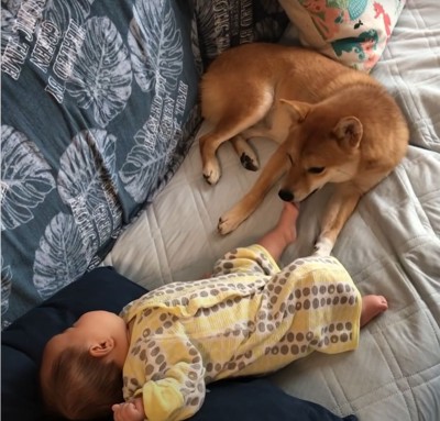 赤ちゃんの足を舐める犬