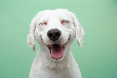 目を閉じた垂れ耳の犬の笑顔