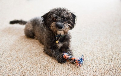ロープのおもちゃと黒いカーリーヘアの犬