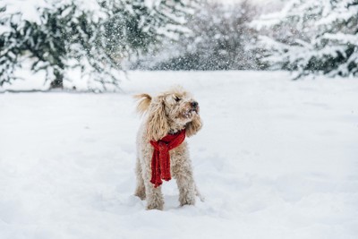 雪の上に立つ赤いマフラーをした犬
