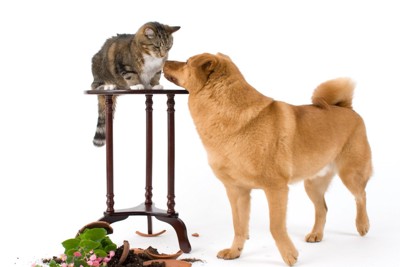植木鉢を落とした猫と犬