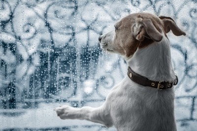 雨の日に外を見る犬