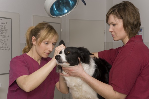 獣医で処置を受ける犬