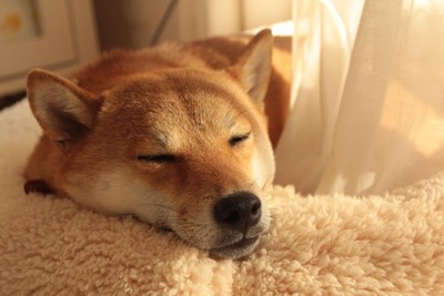 犬用のベッドの上で寝ている柴犬