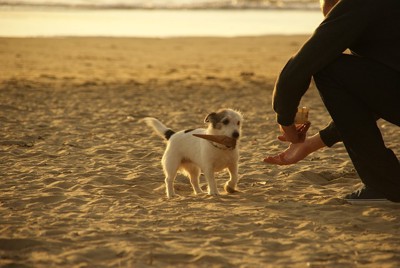 砂浜を歩く犬