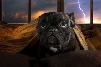 雷を怖がる犬