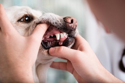 歯を診察される犬