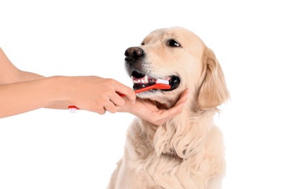 歯磨きする犬