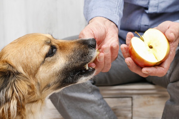 リンゴを食べる犬