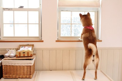 窓から外を覗く柴犬