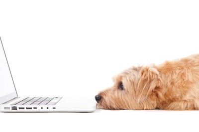 ノートパソコンを見る犬
