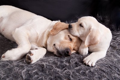 眠る母犬と子犬