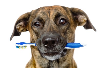 歯ブラシを持つ犬