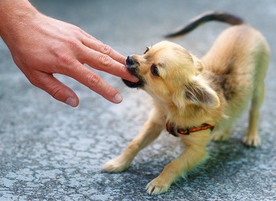 人の手を噛む子犬