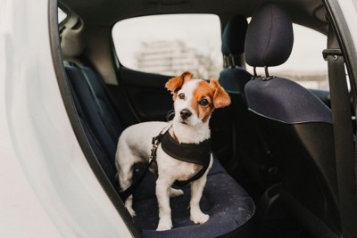 犬用シートベルトをつけて後部座席にいる犬